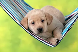 Hammock: DOG - Yellow labrador puppy sitting in hammock (6 weeks)