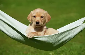 Hammock: DOG - Yellow labrador puppy sitting in hammock (7 weeks)
