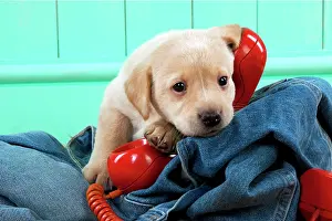 Phone: DOG - Yellow labrador puppy sitting on jeans with