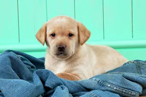Jeans: DOG - Yellow labrador puppy sitting on jeans (6 weeks)
