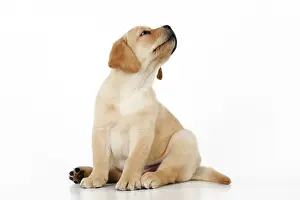 Ceiling: DOG. Yellow labrador puppy sitting down looking