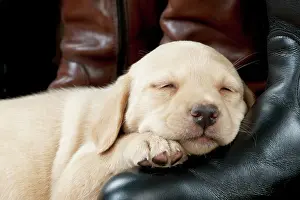 Innocent: DOG - Yellow labrador puppy sleeping on riding