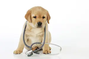 Stethoscope: DOG. Yellow labrador puppy with stethoscope around neck