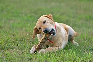 Gnawing: Dog Yellow Labrador Retriever female playing with stick