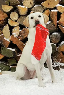 Stocking: DOG Yellow labrador sitting in snow in front of