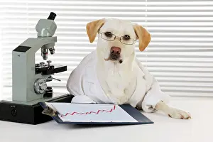 Working: DOG Yellow labrador wearing lab coat with microscope