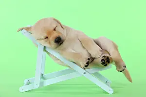 Sleeping: DOG. Yellow labrdaor puppy lying in deckchair