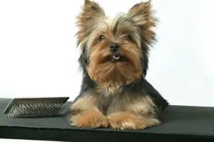 Brushes: Dog - Yorkshire Terrier