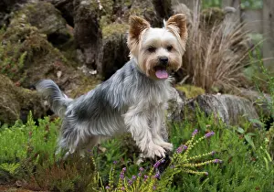Rockery: Dog Yorkshire Terrier