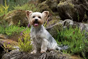 Rockery: Dog Yorkshire Terrier