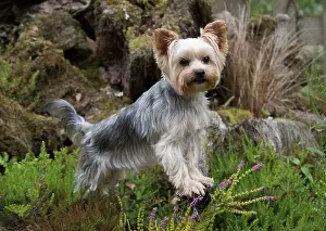 Rockery: Dog Yorkshire Terrier