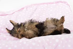 Chilling: Dog Yorkshire Terrier 9 week old puppy