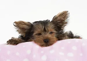 Chilling: Dog Yorkshire Terrier 9 week old puppy