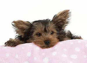 Chilling: Dog Yorkshire Terrier 9 week old puppy