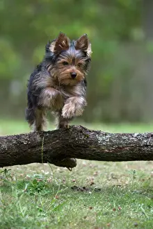 Cute Puppies By John Daniels: Dog Yorkshire Terrier 9 week old puppy