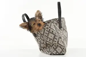 Dreams: Dog Yorkshire Terrier 9 week old puppy in a handbag