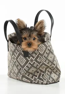 Handbag: Dog Yorkshire Terrier 9 week old puppy in a handbag