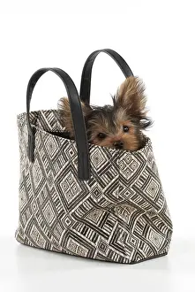 Handbag: Dog Yorkshire Terrier 9 week old puppy in a handbag