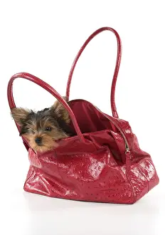 Handbag: Dog Yorkshire Terrier 9 week old puppy in a handbag