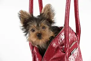 Handbag: Dog Yorkshire Terrier 9 week old puppy in a handbag