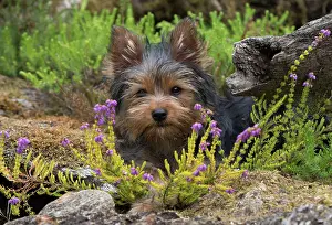 Rockery: Dog