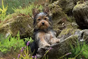 Rockery: Dog
