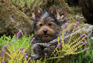 Rockery: Dog