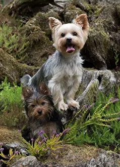 Rockery: Dog