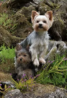 Rockery: Dog