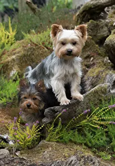 Rockery: Dog