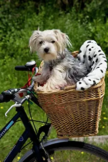 Bikes: Dog - Yorkshire Terrier in bicycle basket
