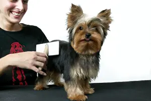 Brushed: Dog - Yorkshire Terrier, being brushed