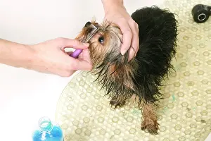 Brushed: Dog - Yorkshire Terrier being brushed having been