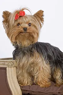 Ribbons: Dog - Yorkshire Terrier on chair