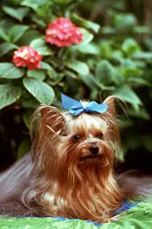 Bows: DOG - Yorkshire Terrier, in garden wearing ribbon