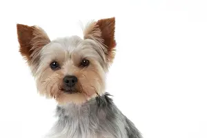 Yorkies: DOG - Yorkshire terrier (head shot)