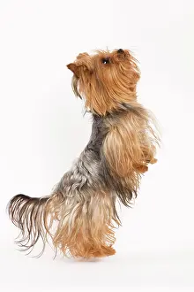 Tricks: Dog - Yorkshire terrier on hind legs