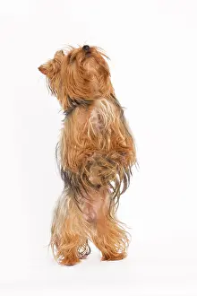 Tricks: Dog - Yorkshire terrier on hind legs