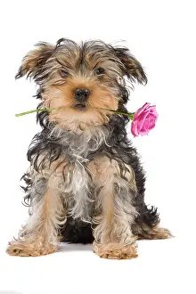In Mouth: Dog - Yorkshire Terrier holding rose in mouth