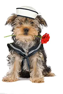 Outfit: Dog - Yorkshire Terrier holding rose wearing sailor outfit