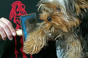 Brushed: Dog - Yorkshire Terrier with owner being brushed