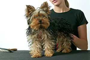 Groomed: Dog - Yorkshire Terrier with owner about to be groomed