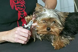 Clipping: Dog - Yorkshire Terrier with owner having nails clipped