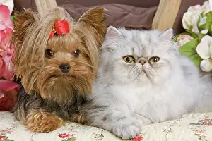 Ribbons: Dog - Yorkshire Terrier with Persian cat on floral fabric