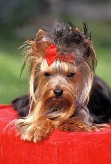 Glamour: Dog - Yorkshire Terrier posing