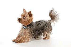 Pounce: DOG - Yorkshire Terrier in a pounce stance