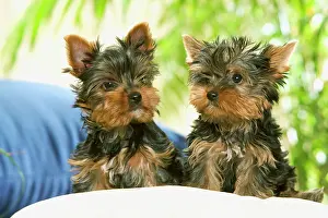 Scruffy: Dog - two Yorkshire Terrier puppies
