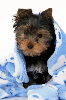Drying: DOG. Yorkshire Terrier puppy, 13 weeks old, wrapped in a bl