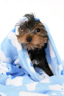 Drying: DOG. Yorkshire Terrier puppy, 13 weeks old, wrapped in a bl