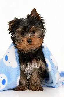Drying: DOG. Yorkshire Terrier puppy, 13 weeks old, wrapped in a bl
